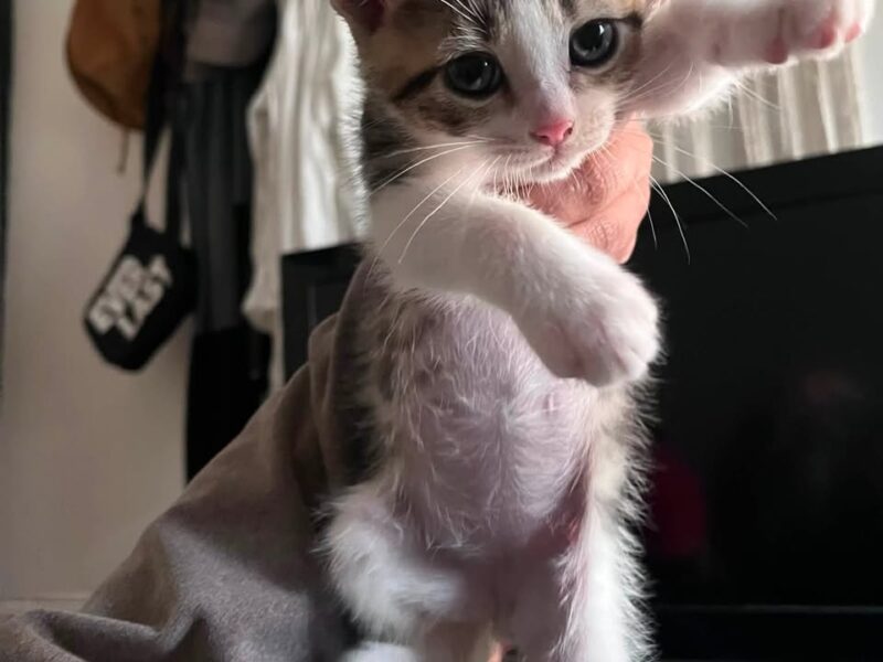Gatitos en adopción en San Juan