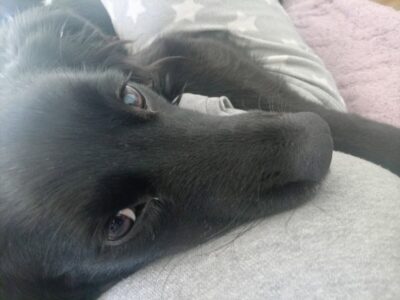 Cachorrita en adopción en Chile