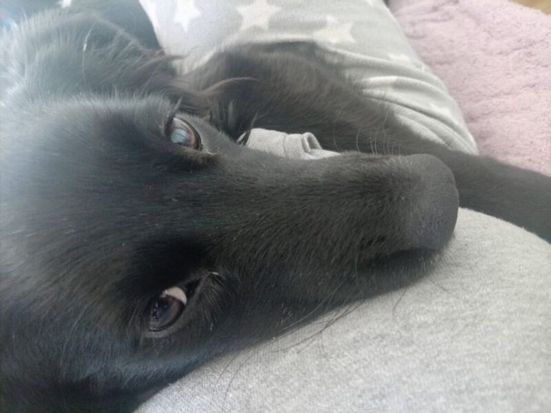 Cachorrita en adopción en Chile