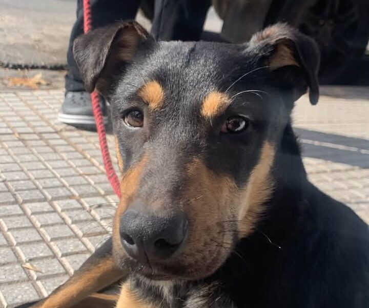 Se busca dueño