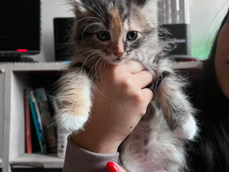 Gatitos en adopción en San Juan