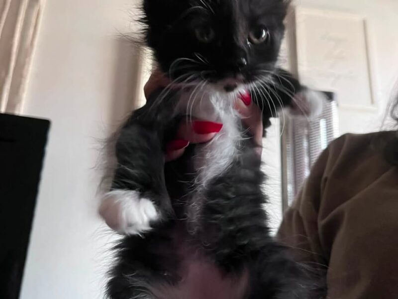 Gatitos en adopción en San Juan