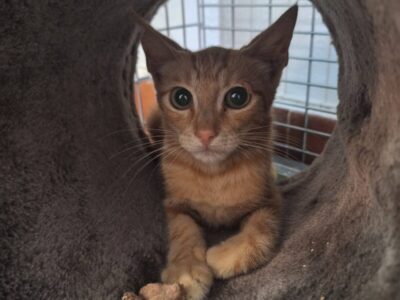 Gatito en adopción en España