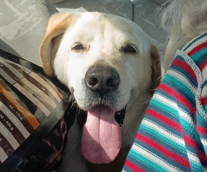 Perrito en adopción en España