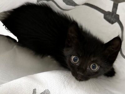 Gatito en adopción en Valencia