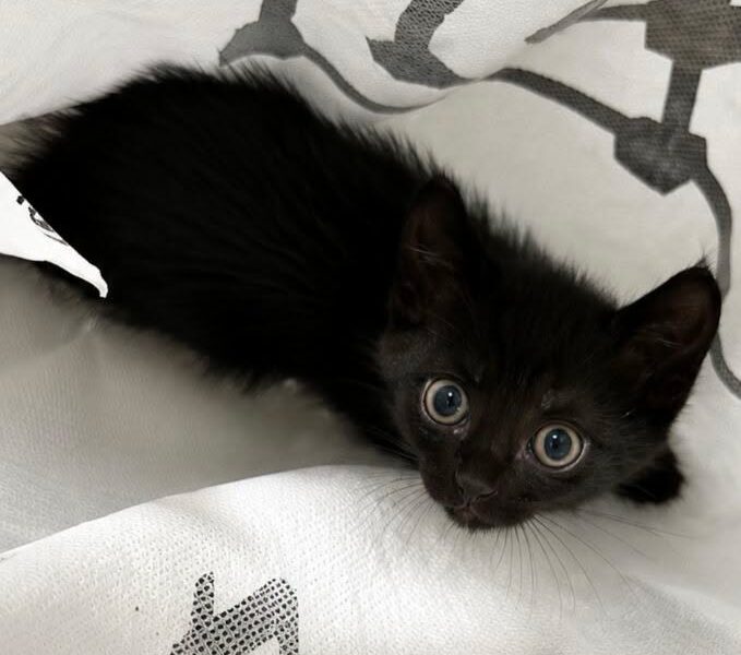 Gatito en adopción en Valencia