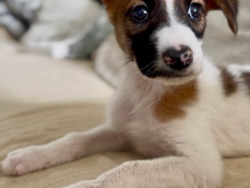 Cachorrita en adopción en Madrid