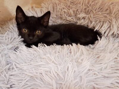 Gatita en adopción en Málaga