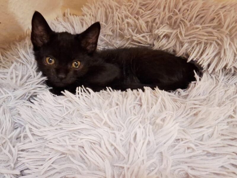 Gatita en adopción en Málaga