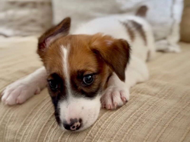 Cachorrita en adopción en Madrid