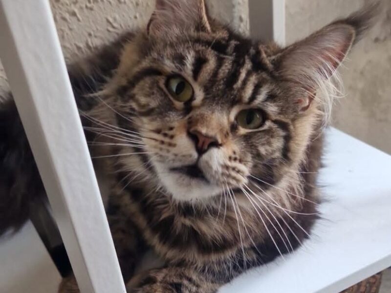Gatita busca adopción en Valencia