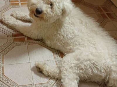 Perrito en adopción en Valencia