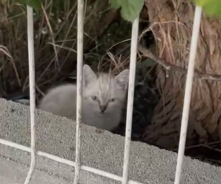Gatito busca adopción en Madrid
