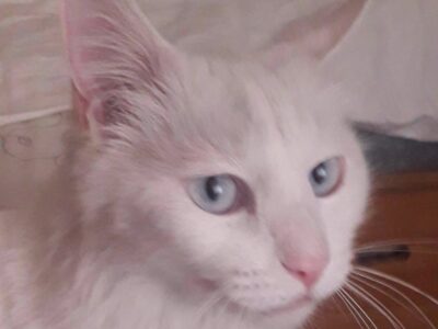 Gatito en adopción en Socuéllamos