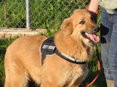 Cachorrita en adopción en Murcia