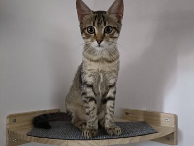 Gatita en Granada