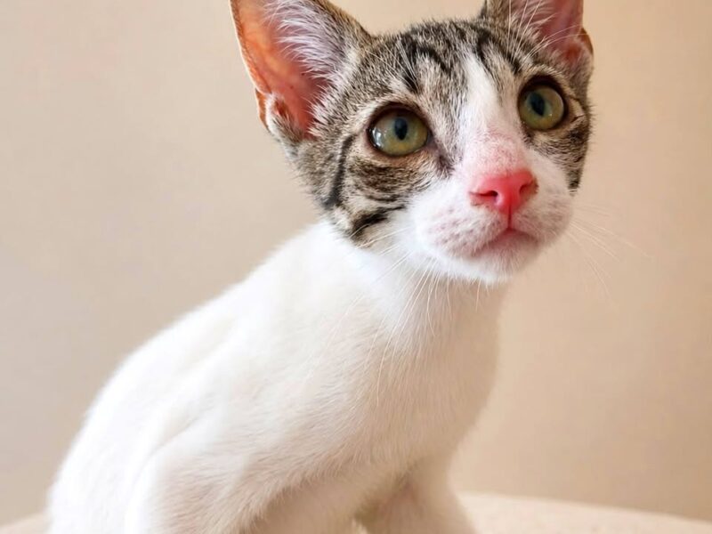 Gatito en adopción en Valencia