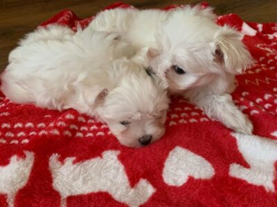 cachorros malteses