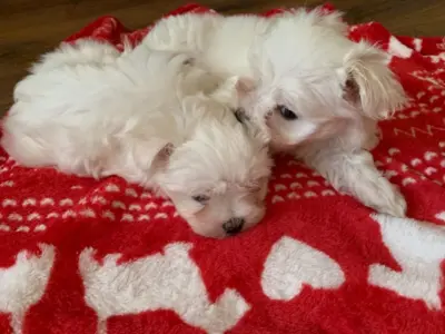cachorros malteses