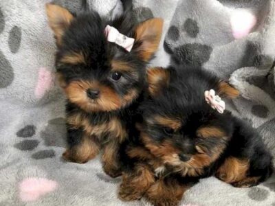 Encantadores cachorros de Yorkie: Mascotas familiares perfectas