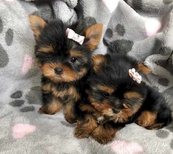 Encantadores cachorros de Yorkie: Mascotas familiares perfectas