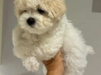 Vaccinated