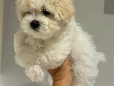 Vaccinated