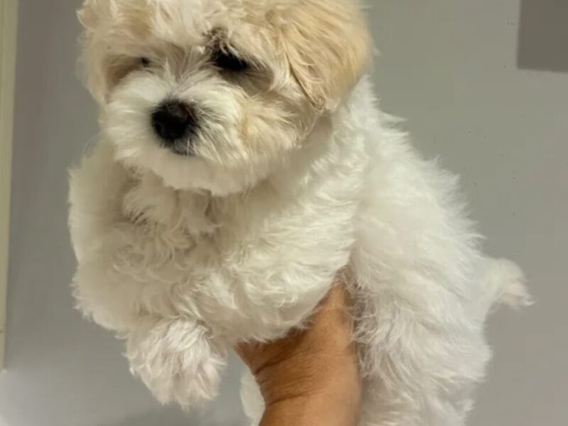 Vaccinated