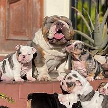 Adorables Cachorros Bulldog Inglés en Adopción 🏡