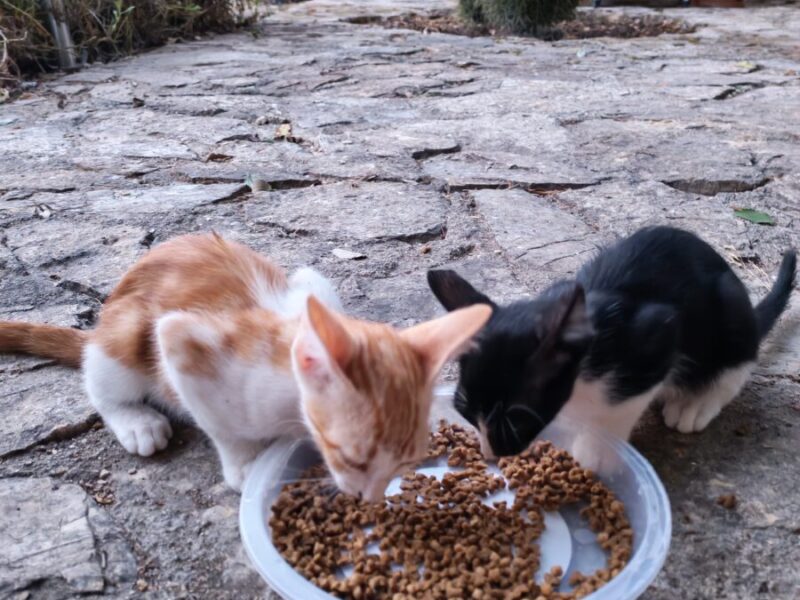 Dos gatitos quieren ser adoptados