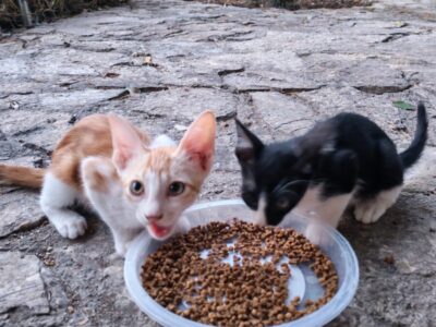 Dos gatitos quieren ser adoptados