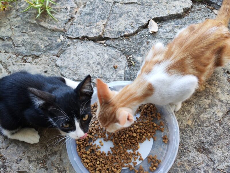 Dos gatitos quieren ser adoptados