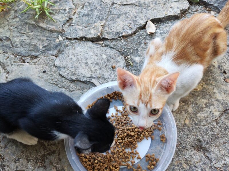 Dos gatitos quieren ser adoptados