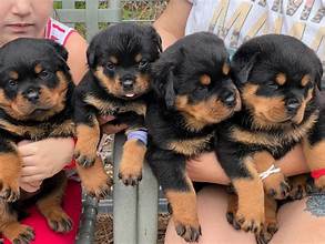 🐶 Preciosos cachorros Rottweiler buscan familias responsables y amantes de los animales.