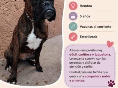 Boxer