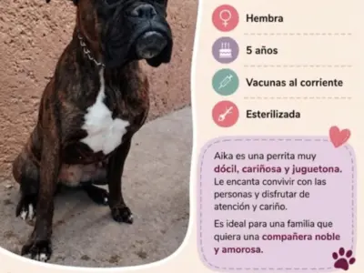 Boxer
