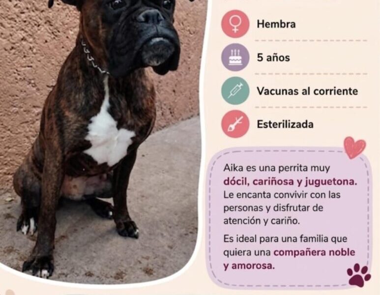 Boxer