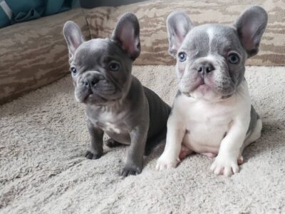 Cachorros de Bulldog Francés (machos y hembras) entrenados