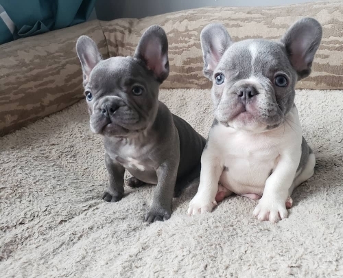 Cachorros de Bulldog Francés (machos y hembras) entrenados