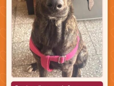 Tiramisú en busca de un hogar