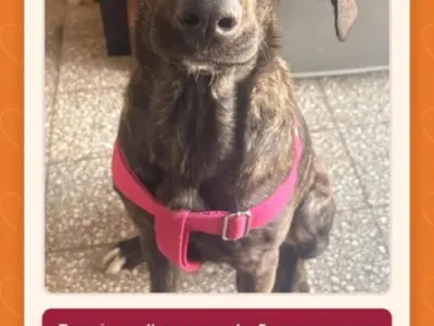 Tiramisú en busca de un hogar