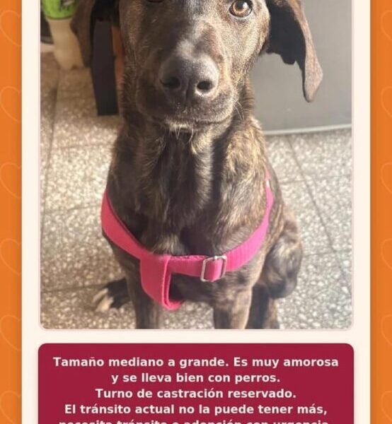 Tiramisú en busca de un hogar