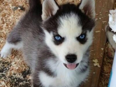 Cachorros husky siberianos para adopcion