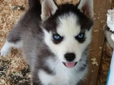Cachorros husky siberianos para adopcion