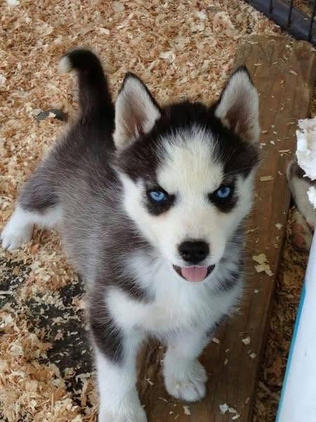 Cachorros husky siberianos para adopcion